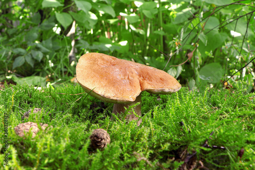 White mushroom, boletus in the forest.Boletus edulis in wild nature. Leccinum edule. Dictyopus edulis.Porcini