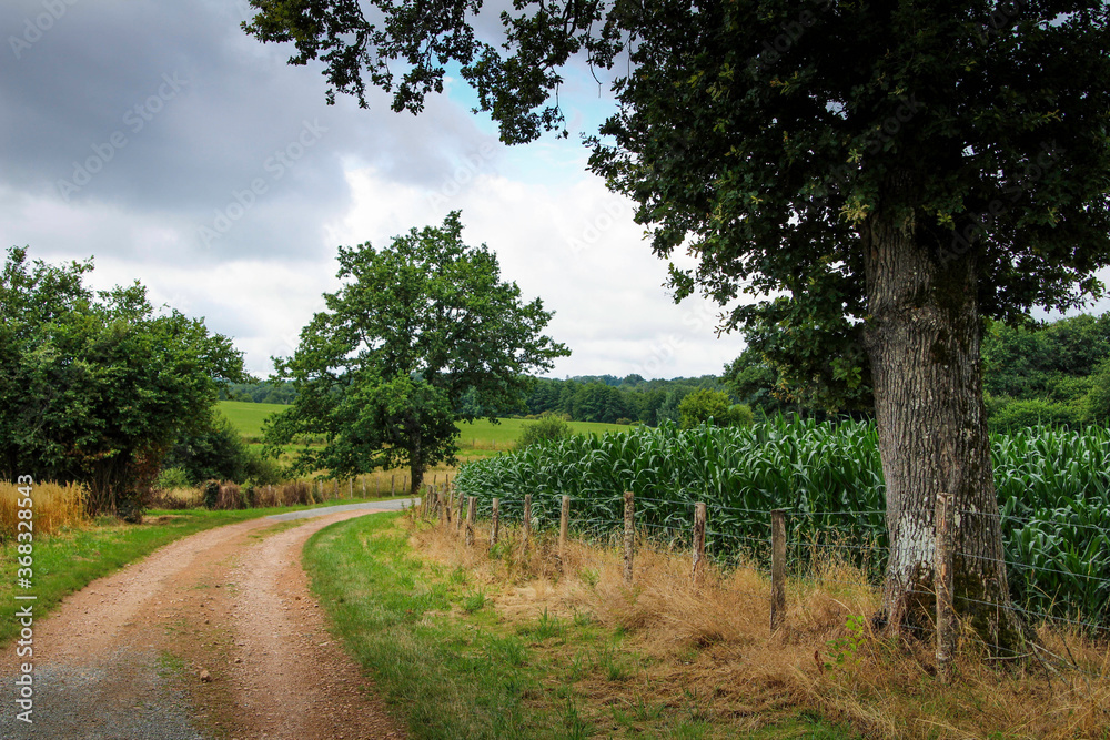 French Hamlet Cornfield