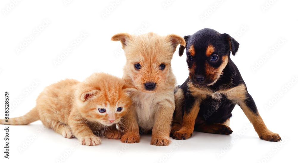 Two dogs and a cat. Two dogs and a cat.