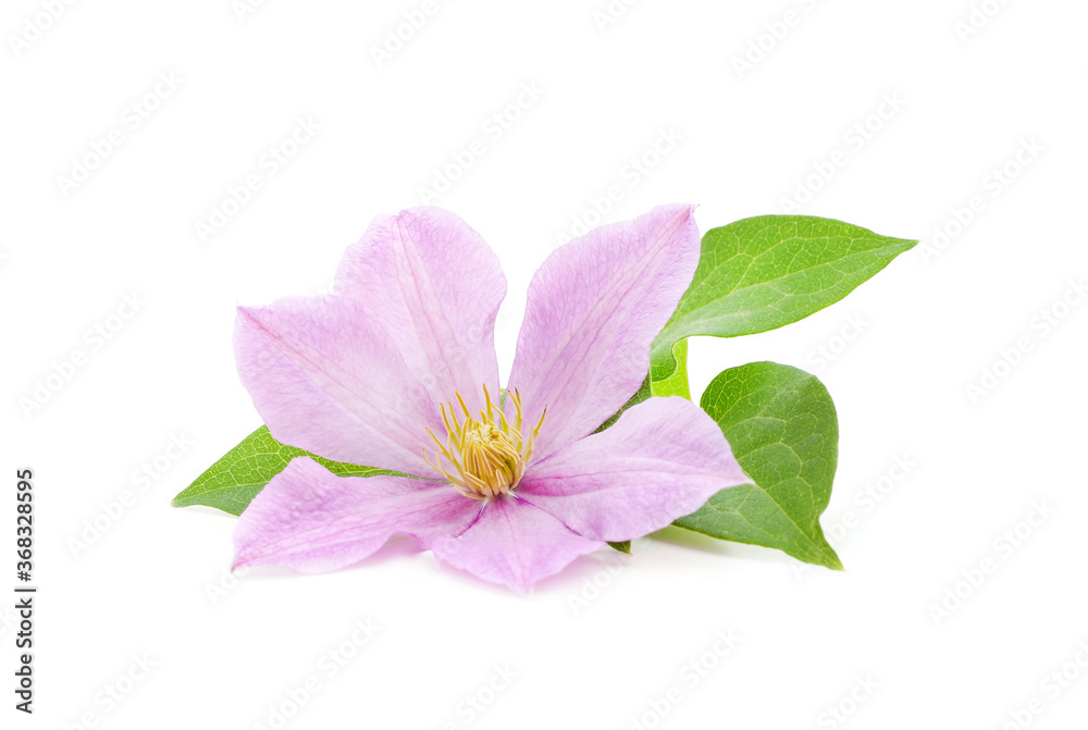 Purple clematis with green leaves. Purple clematis with green leaves.