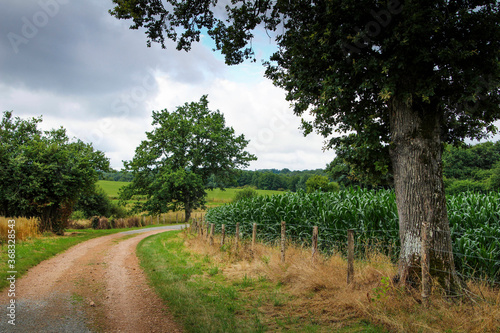 French Hamlet Cornfield