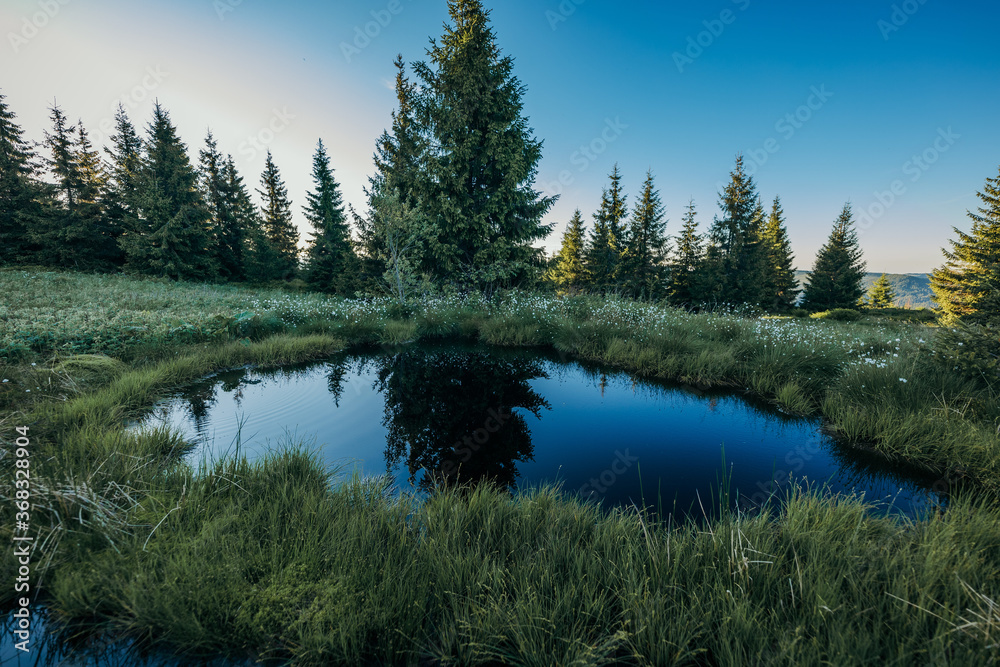 A river running through a forest