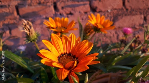 flower orange