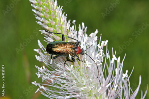 piccolo cerambicida floricolo (Gaurotes virginea) photo