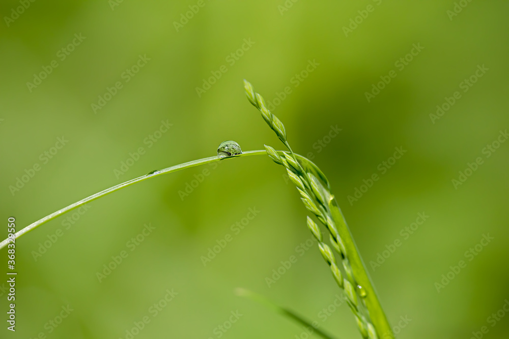 waterdrop on a grass blade waterdrop on a grass blade