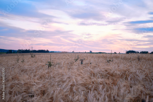 Ripe ears of wheat oats on a ripe meadow illuminated by the sun evening sky sunset