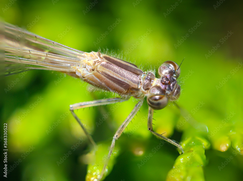 Portrait einer Kleinlibelle (Zygoptera) oder Wasserjunfer. Sie gehören zu den Libellen. Portrait einer Kleinlibelle (Zygoptera) oder Wasserjunfer. Sie gehören zu den Libellen.