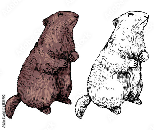 Realistic drawing of standing groundhog. Ink sketch of marmot. Set of black contour and color element isolated on white. Hand drawn vector illustration in vintage style. For design, decor, print, card