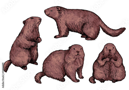 Set of hand drawn vector illustration. Realistic groundhogs in different positions. Сute marmot collection. Groundhog Day holiday elements. Vintage colored sketches isolated on white. Engraving style.