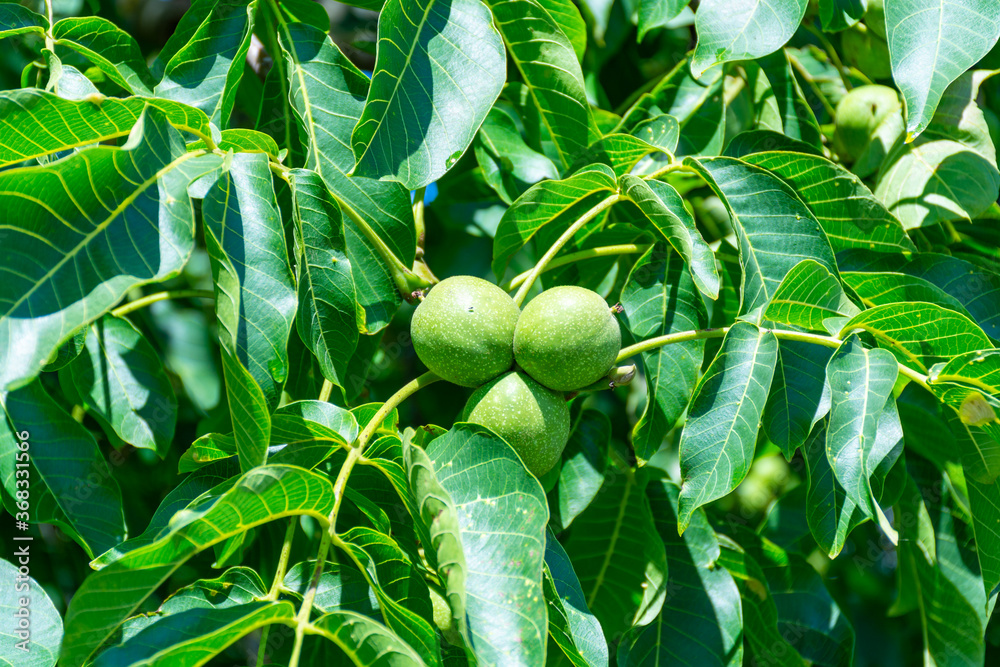 Fototapeta premium Walnut tree with big unripe nuts in green shell