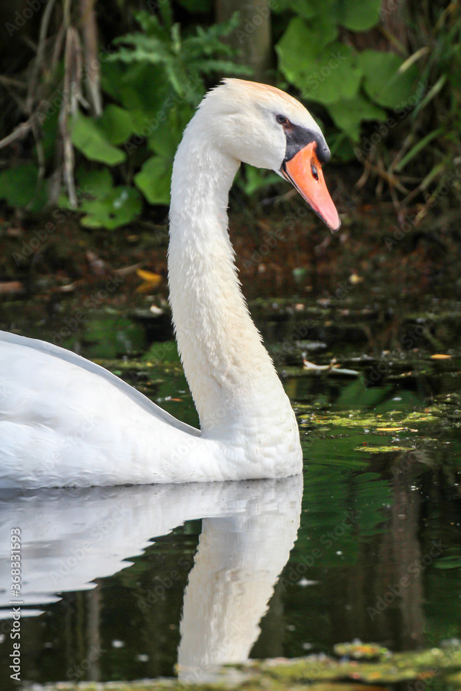 Ein Portrait eines schönen weißen Höckerschwan im Wasser Ein Portrait eines schönen weißen Höckerschwan im Wasser