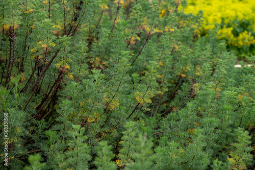 Canvastavla Botanical collection of medicinal and cosmetic plants and herbs, Artemisia abrot