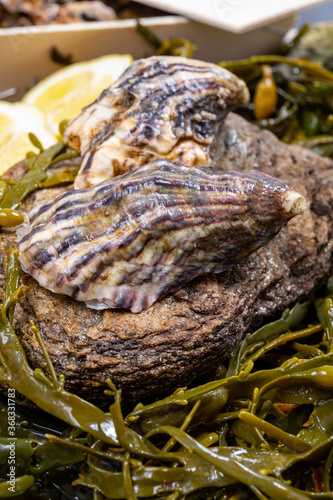 Fresh pacific or japanese oysters molluscs on stone with kelp seaweed background