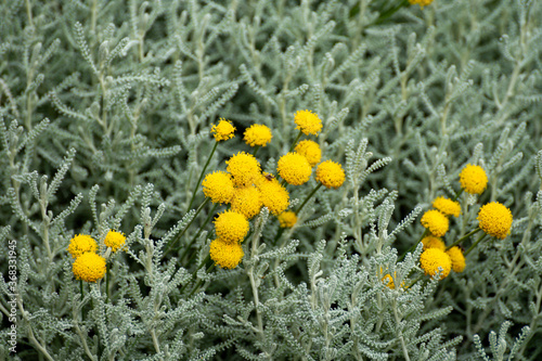 Botanical collection of decorative and perfumery plants, Santolina chamaecyparissus or  cotton lavender or lavender-cotton plant photo