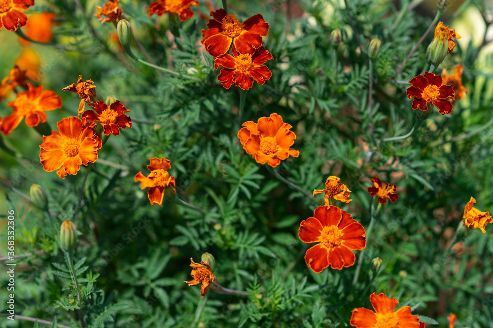 Tagetes patula, the French marigold. Garden flower for a green tea