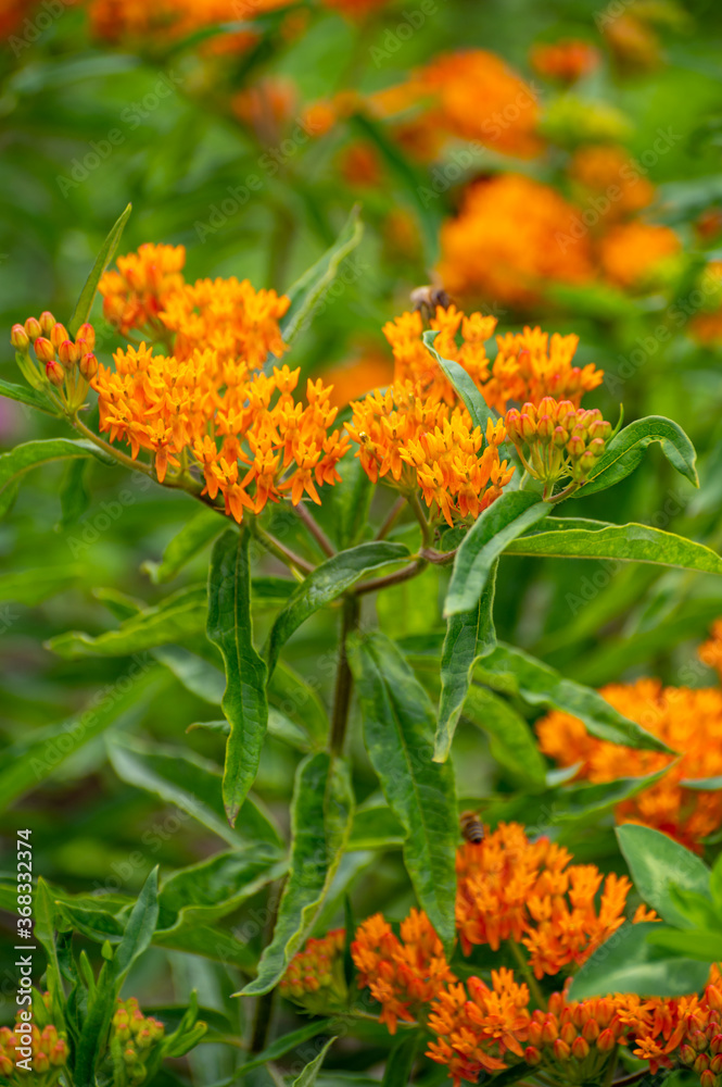 Botanical collection of insect friendly or decorative plants and flowers, Asclepias tuberosa or milkweed, butterfly flower, silkweed, silky swallow-wort, Virginia silkweed plant Botanical collection of insect friendly or decorative plants and flowers, Asclepias tuberosa or milkweed, butterfly flower, silkweed, silky swallow-wort, Virginia silkweed plant