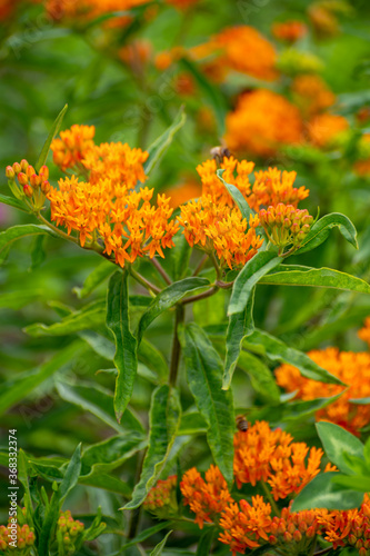 Botanical collection of insect friendly or decorative plants and flowers, Asclepias tuberosa or milkweed, butterfly flower, silkweed, silky swallow-wort, Virginia silkweed plant photo
