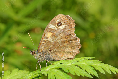 farfalla bruna (Pararge aegeria) su una felce photo