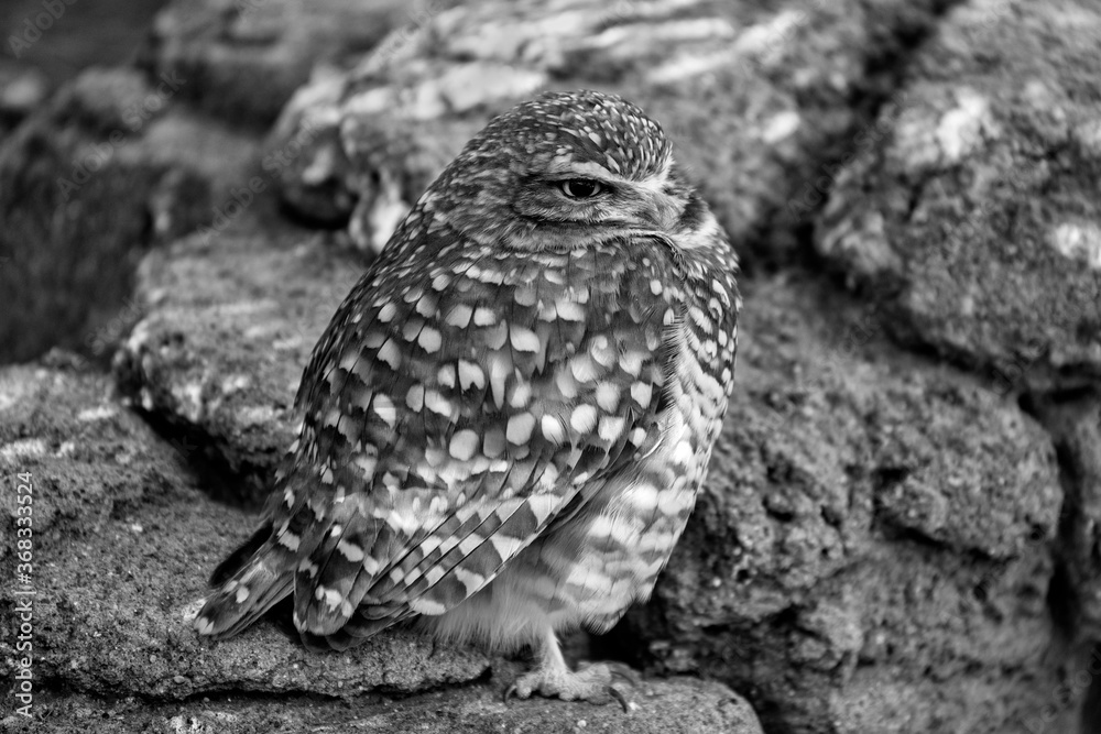 Fototapeta premium Burrowing Owl