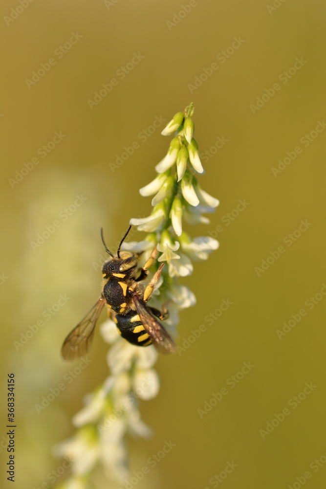 Wasp on a white flower and a green background. Macro Wasp on a white flower and a green background. Macro