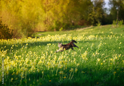 agile beautiful striped cat runs quickly through the spring blooming Sunny me...