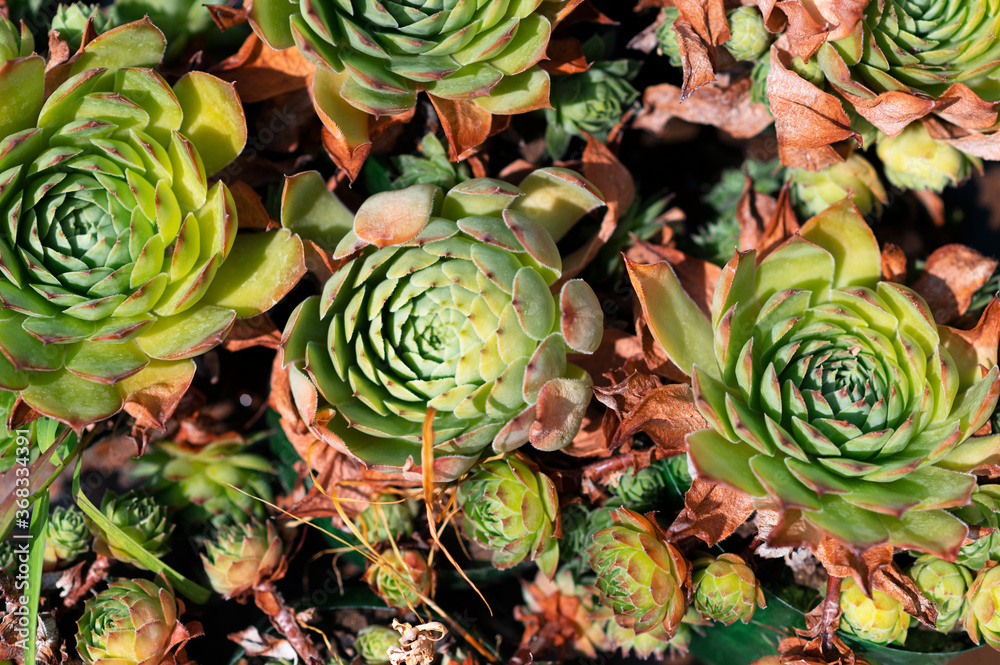 Top view cactus succulents pattern Top view cactus succulents pattern