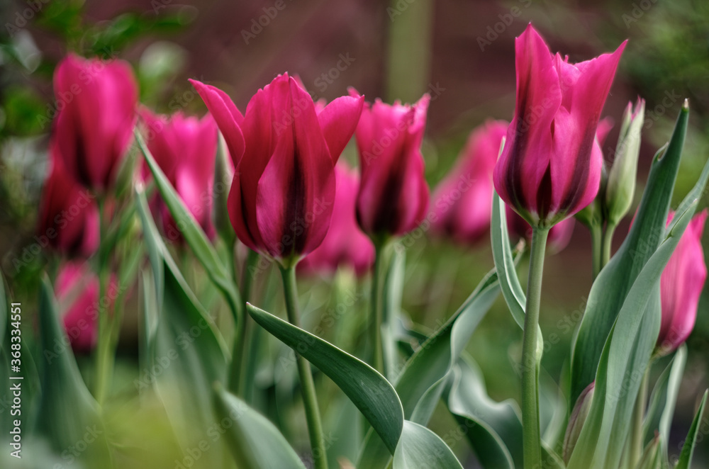 magenta tulips magenta tulips