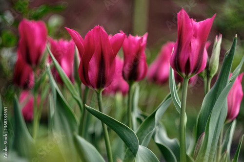  magenta tulips