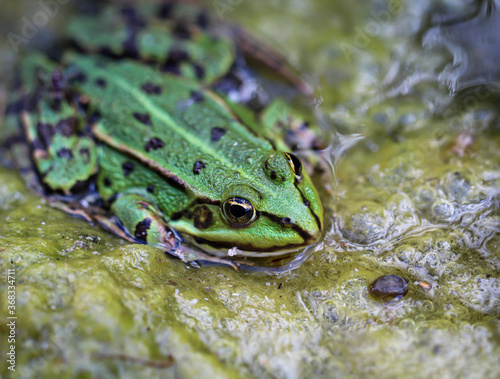 фотографія Portrait eines grünen Teichfrosch am Rand eines Gewässers.