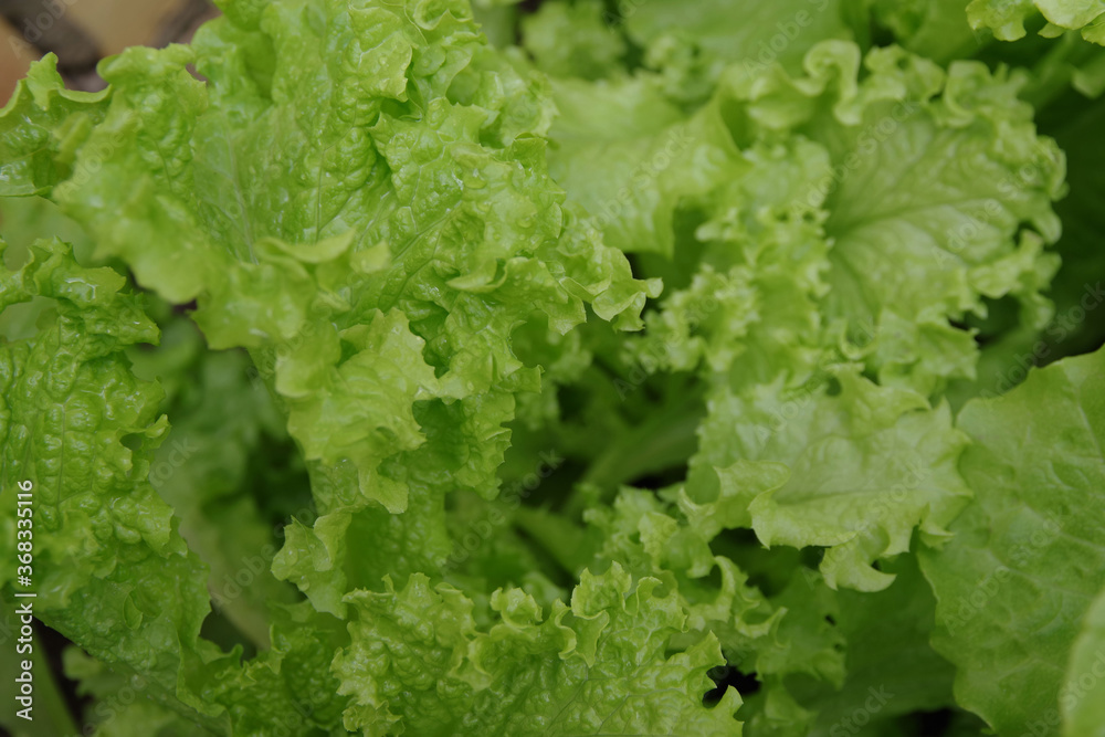 Healthy lettuce growing in the soil. Fresh green leaf lettuce plants grows in the greenhouse. Salad leaf background. Green lettuce bush top view Healthy lettuce growing in the soil. Fresh green leaf lettuce plants grows in the greenhouse. Salad leaf background. Green lettuce bush top view