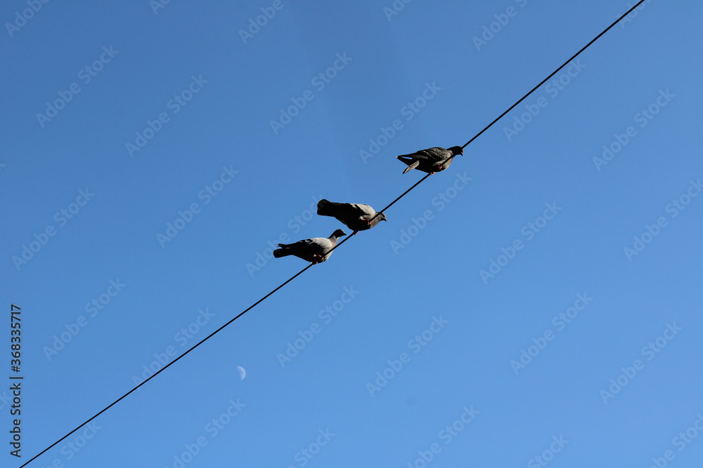 pigeons hanging behind a blue and clear sky pigeons hanging behind a blue and clear sky