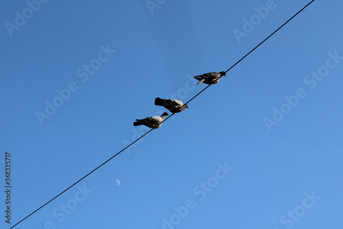 pigeons hanging behind a blue and clear sky  © Arthur