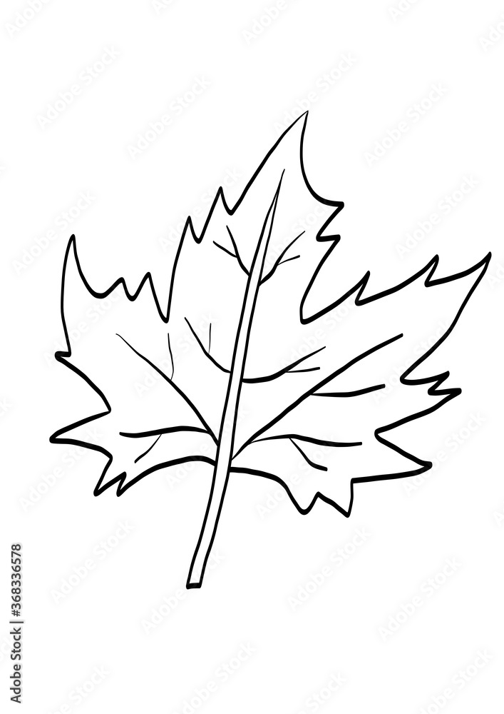 Sycamore Black leaf isolated on white 