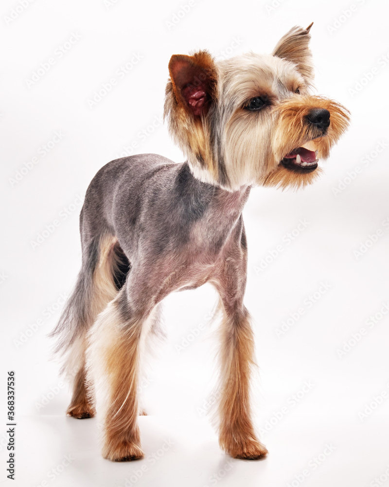 Yorkshire Terrier is isolated on a white background. The dog was given a haircut in an animal salon.