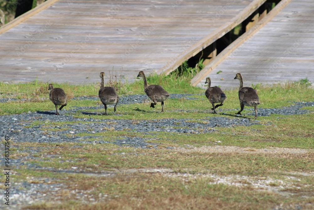 Baby geese
