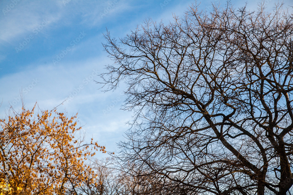 Empty twigs without leaves in a blue sky background Empty twigs without leaves in a blue sky background