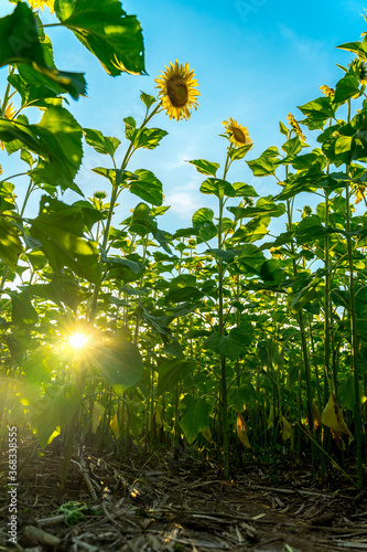 Field of sunflowers