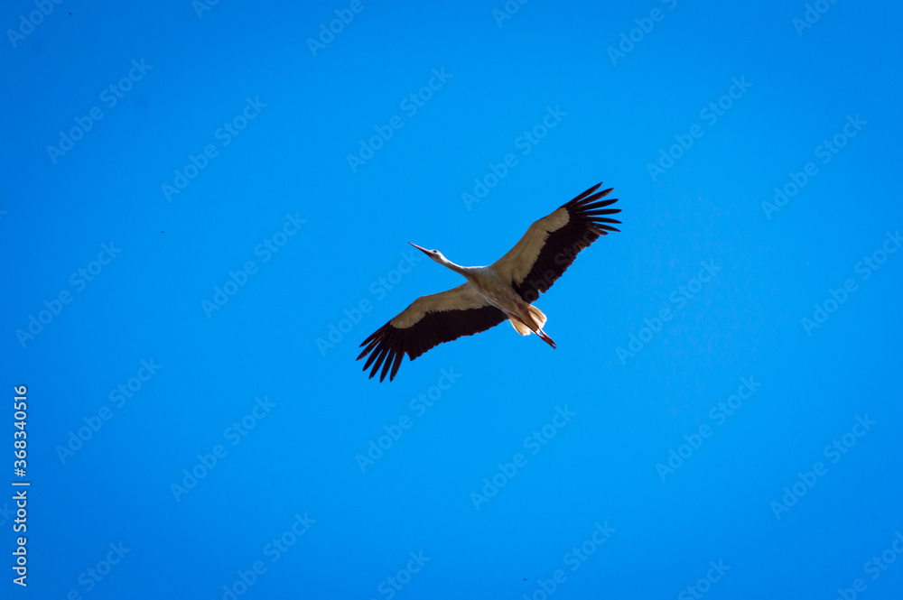 Fototapeta premium the crane is flying in the sky