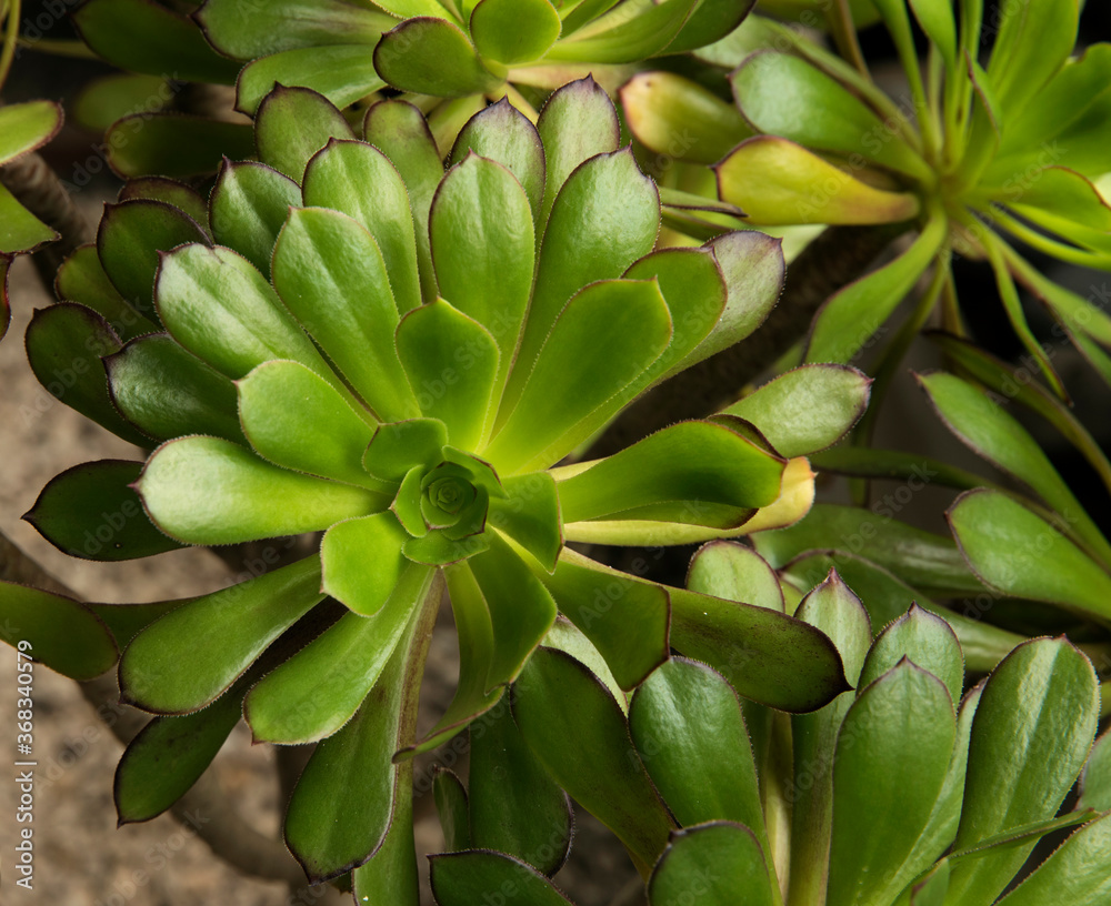 Succulent plants. Closeup of an Aeonium arboreum, also known as Irish Rose, growing in a pot. Succulent plants. Closeup of an Aeonium arboreum, also known as Irish Rose, growing in a pot.