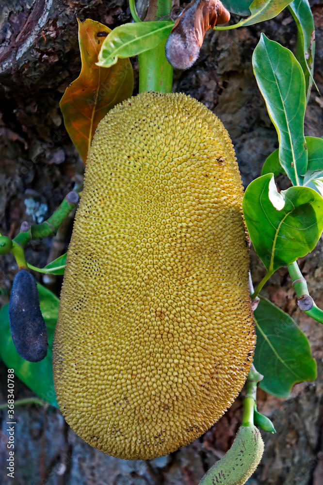 Jackfruit on tree (Artocarpus heterophyllus) Jackfruit on tree (Artocarpus heterophyllus)