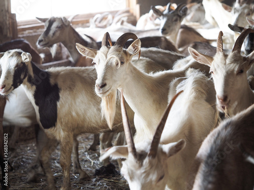 Many goats on the farm