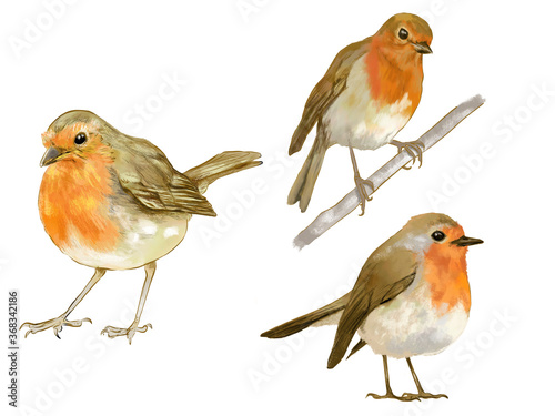 robins isolated on white background