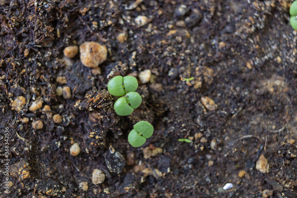 Basil seedlings with small cotyledons germinating from soil. Top View