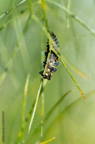 2-spot ladybird ( Adalia bipunctata) larvae