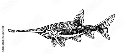 freshwater paddlefish, rare commercial fish, delicious food, for logo or emblem, engraving, vector illustration with black ink lines isolated on a white background a hand drawn style photo