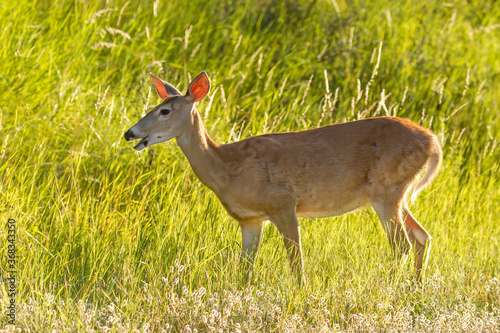 Fototapeta Naklejka Na Ścianę i Meble -  Backlit female deer in tall grass.