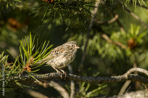 Song sparrow perched on a branch.
