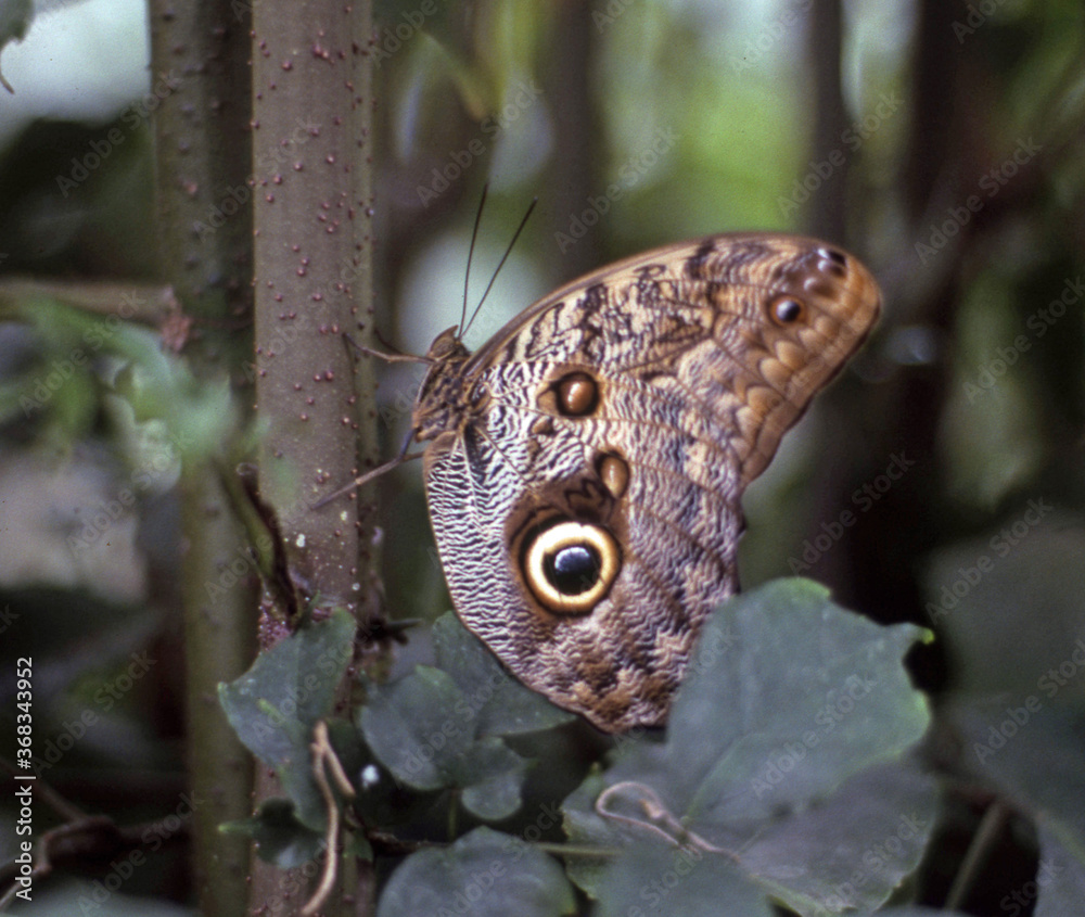 Fototapeta premium EPSON scanner image Common Owl Butterfly