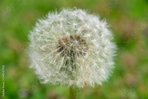 Closeup of a single dandelion in a grassy meadow on a beautiful summer day