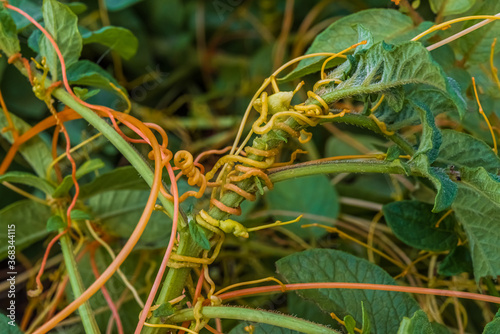 Dodder - Cuscuta on a potato bush: a quarantine plant - a parasite. Dangerous weed in the garden, a pest of agriculture.
 photo